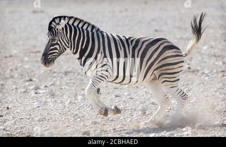 Close up of Plains Zebra running Stock Photo