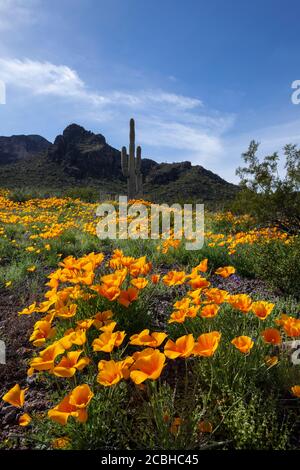 Picacho Peak  Pinal County AZ / MARCH  Mexican Gold Poppies carpet the desert floor below the east face of Picacho Peak in southern Arizona. V5 Stock Photo