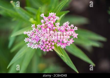 Swamp milkweed or butterfly weed with pink bloom, ‘Cinderella', a Monarch butterfly plant food in the USA. Stock Photo