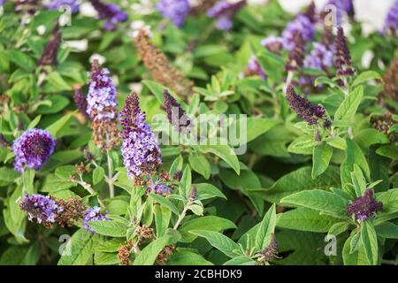Young purple blooms of a butterfly bush, Buddleja davidii, 'Pugster Blue', in Kansas, USA. Stock Photo