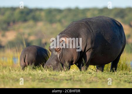 Two hippo out of water eating in yellow afternoon light by river in Chobe National Park Botswana