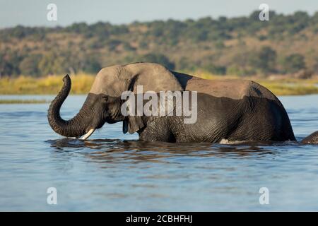 Adult elephant walking slowly through water with trunk up in Chobe River Botswana