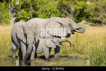 Mother, baby elephant and its older sibling standing at the edge of water drinking in yellow sunlight in Moremi Okavango Delta Botswana