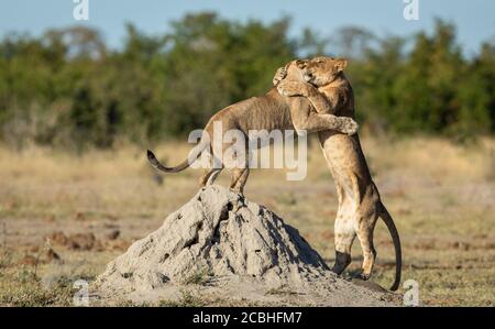 Two lionesses embrace with paws around each other standing on back legs on termite mound in Chobe River Botswana Stock Photo