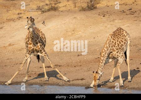 Two adult giraffe with their front legs apart drinking water at river's edge on a sunny winter afternoon in Kruger Park South Africa Stock Photo