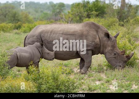 Mother and tiny white rhino baby standing alert in Kruger Park South Africa Stock Photo