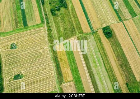 rural landscape with green and yellow patchwork fields and trees. aerial view from flying drone