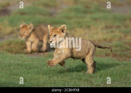 Cute lion cub running across green grass with sibling in background in warm afternoon light in Ndutu Tanzania