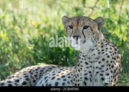Half body close up of cheetah face lying down under a tree with head up resting in Ndutu Tanzania Stock Photo