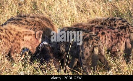 close up of a hyena pack feeding at masai mara Stock Photo