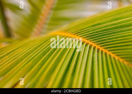 Close up palm coconut leaf green fresh texture pattern lines perspective abstract background Stock Photo