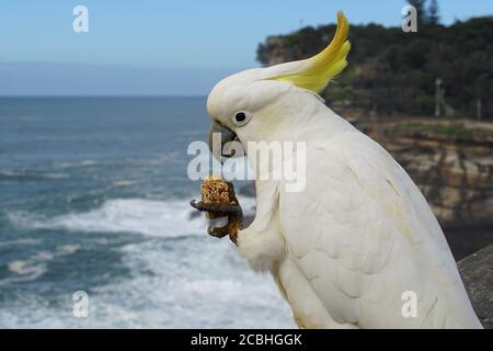 Sulphur-crested Cockatoo nibbling on a Seed Biscuit Stock Photo