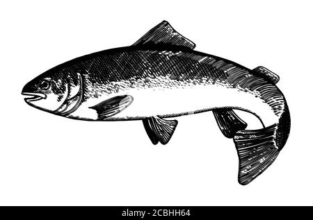 Hand drawing fish vector. Pencil, paper, felt-tip pen. Isolated object on a white background. Fish in motion, in vivo. Pond, river, sea. Wags tail, fl Stock Vector