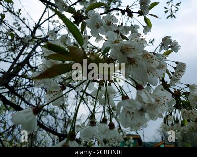 Spring Buds flowers new fruits tree branches greenery and green beauty of nature. Small trees are growing in new spring. The beautiful scenery of natu Stock Photo