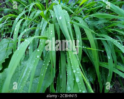 Spring Buds flowers new fruits tree branches greenery and green beauty of nature. Small trees are growing in new spring. The beautiful scenery of natu Stock Photo