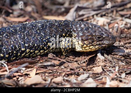 Shingleback Lizard (Tiliqua rugosa). February 2011. Entwood Sanctuary. Sandleton. Murraylands. South Australia. Australia. Stock Photo