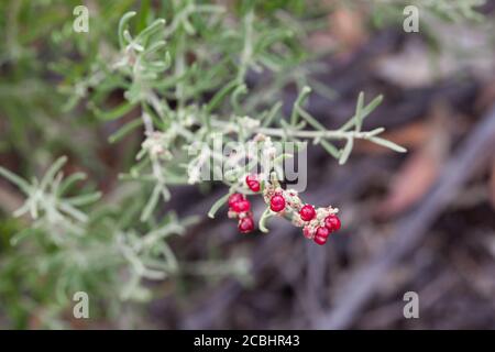 Fleshy Saltbush (Rhagodia crassifolia) fruiting. March 2011. Entwood Sanctuary. Sandleton. Murraylands. South Australia. Australia. Stock Photo