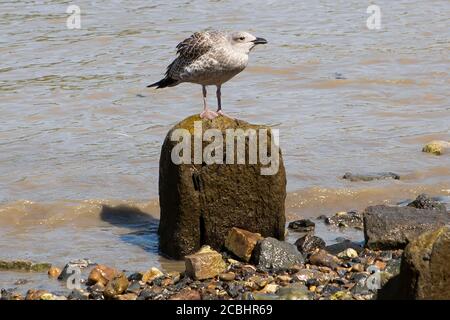 Young seagull perched on a stone Stock Photo