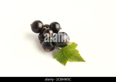 Fresh isolated berries. Black currants on white background Stock Photo
