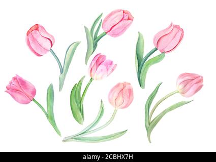 Tulips watercolor illustrations Stock Photo