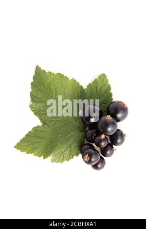 bunch of blackcurrant berry with leaf isolated on white background. Top Stock Photo