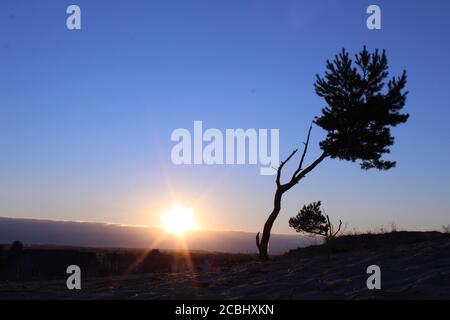 cold landscape a lonely tree growing on the sand against the sky and the setting sun postcard landscape in cold colors tones Stock Photo