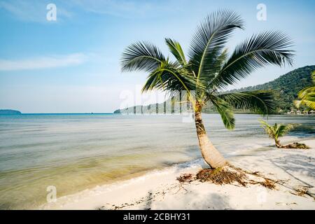 beautiful landscape with big green palm trees in the foreground to background of tourist umbrellas and sunbeds on a beautiful exotic beach Stock Photo