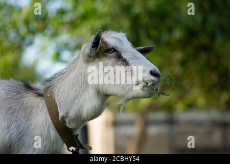 Goats are grazed on pasture. Goats grazing at sunset. Domestic goats grazing in a pasture Stock Photo