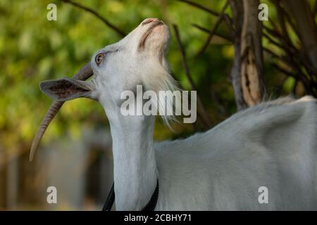 Outdoor portrait of a young goat. Goat resting outdoors in a grassy field. Beautiful  goat  portrait  in nature. Stock Photo