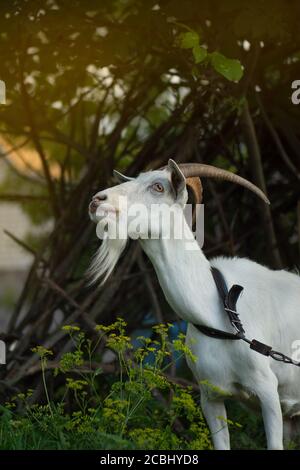 Adult village goat on farm. Back garden pets. Farm goat enjoying sun on fresh green meadows in bloom. Stock Photo