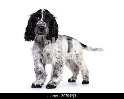 Cute young blue roan Cockerspaniel dog / puppy,  standing side ways. Looking straight at camera with dark brown eyes. Isolated on white background. Stock Photo