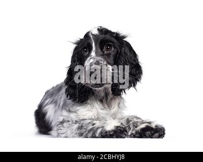 Cute young blue roan Cockerspaniel dog / puppy, laying down side ways. Looking beside camera with dark brown eyes. Isolated on white background. Stock Photo