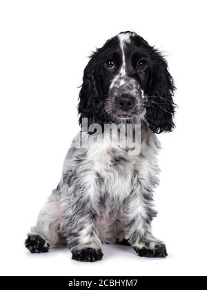 Cute young blue roan Cockerspaniel dog / puppy, sitting up facing front. Looking straight at camera with dark brown eyes. Isolated on white background Stock Photo