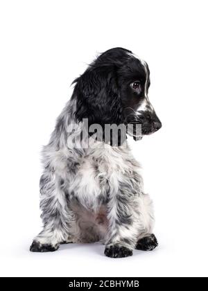 Cute young blue roan Cockerspaniel dog / puppy, sitting up facing front. Looking side ways / profile with dark brown eyes. Isolated on white backgroun Stock Photo
