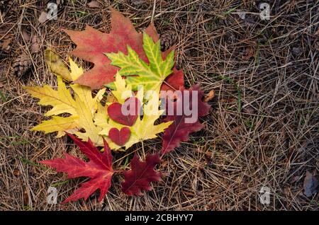 Autumn composition. Colored autumn leaves on dry pine needles in the forest. Bright multi-colored leaves of maple and oak and two red hearts Stock Photo