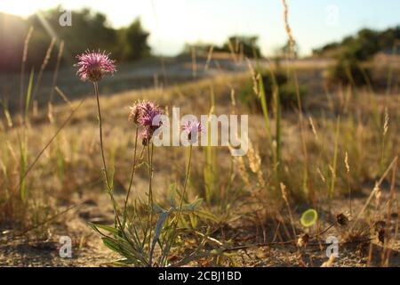 three or more meadow lilac purple flowers on a meadow in the grass in the evening in the rays of the setting sun summer natural landscape Stock Photo