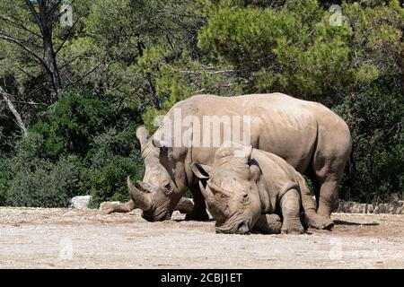 A Southern White Rhino stands behind it's napping mate in the bright sun. Stock Photo