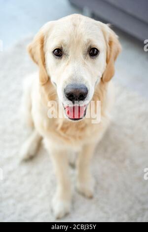 Golden retriever sitting on the floor Stock Photo - Alamy
