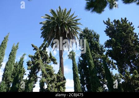 Hollywood, California, USA 13th August 2020 A general view of atmosphere Palm Trees and Italian Cypress Trees at Hollywood Forever Cemetery on August 13, 2020 in Hollywood, California, USA. Photo by Barry King/Alamy Stock Photo Stock Photo