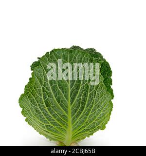 Savoy cabbage against a white background Stock Photo