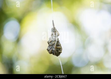 Ermine spindle, Yponomeuta cagnagella, moth nest with larvae cluster Stock Photo