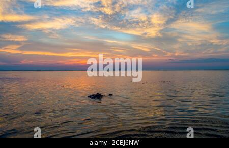 American Alligator surfaces in Mobile Bay at sunset Stock Photo
