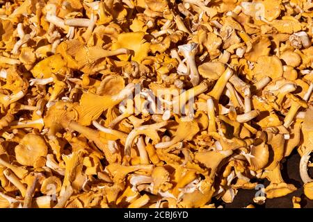 Chanterelles for sale at market square Stock Photo