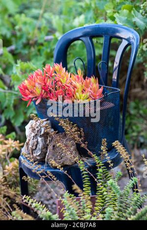 Reused planter ideas. Second-hand metal basket turns into garden flower pot. Crassula Campfire succulent plant. Recycled garden design and low-waste lifestyle. Stock Photo