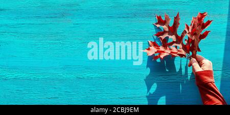 Fall background with copy-space. Panoramic flat lay with red oak leaves in female hand on cracked textured turquoise wooden board. Stock Photo