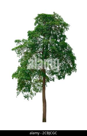 The big tree isolated on white background. Environment concepts. Stock Photo