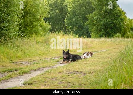 Pair of pet border collie herding dogs ball playing ball in the park Stock Photo