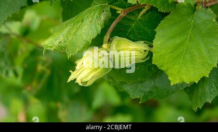 Ripening hazelnuts on the branch Stock Photo