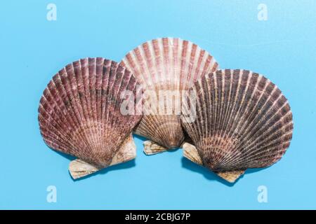 Three big fresh scallops shells on blue background Stock Photo