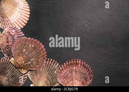 Scallop shells on dark background with copy space Stock Photo